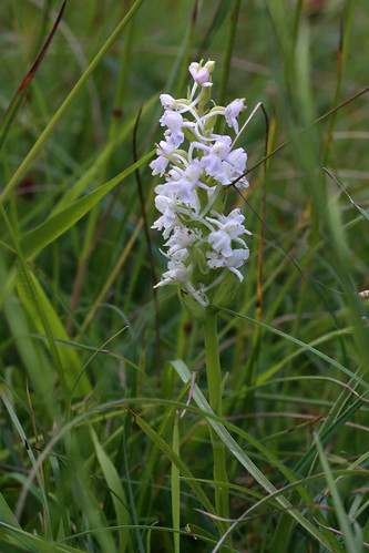 Common/Chalk Fragrant Orchid Gymnadenia conopsea
