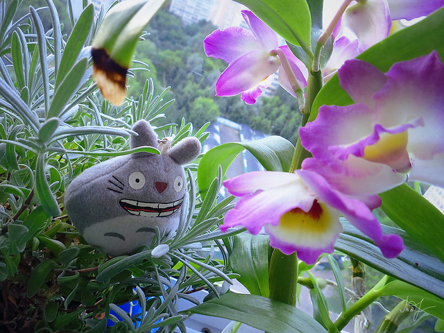Day #198: totoro admires Dendrobium