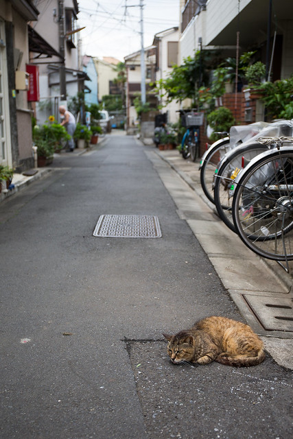 Tokyo cats
