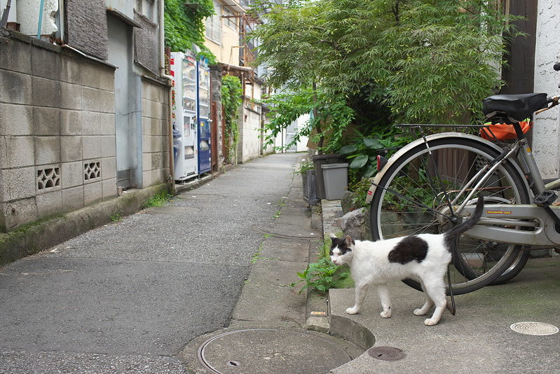 東京路地裏散歩 北千住のネコ 2016年7月16日