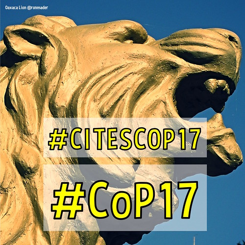 Wondering where the lions are. #CoP17 #CITESCOP17 this week (September 24-October 5) in Johannesburg, South Africa (square)