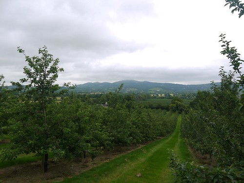 Orchard on Way to Oyster Hill