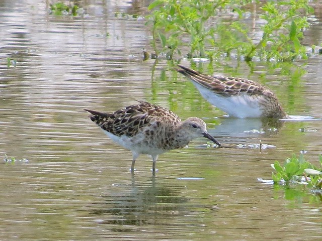 Reeve and Pectoral Sandpiper at the El Paso Sewage Treatment Center in Woodford County, IL 04