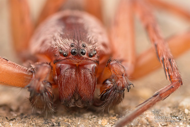 Huntsman spider (Thelcticopis sp.) - DSC_8431