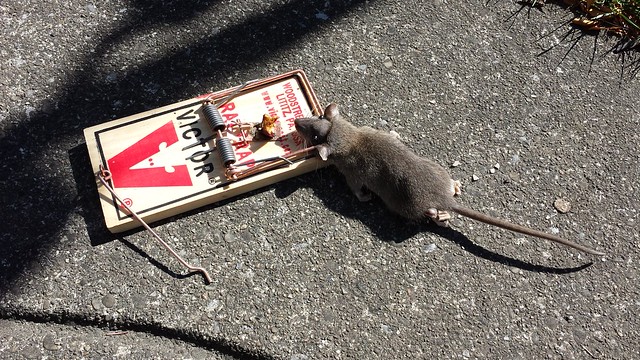 Rat in Trap