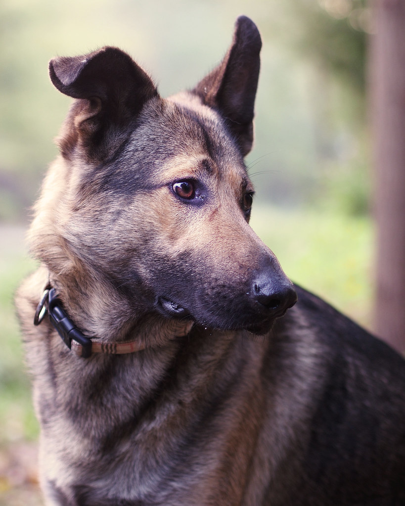 Photographie d'animaux - conseils pour devenir un pro ! - Page 40 30244610665_5bf63df0b1_b