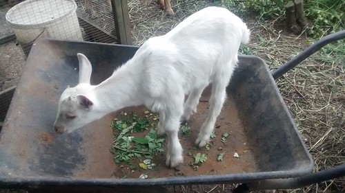 goat kid in wheelbarrow June 16 (4)