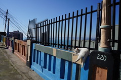 Walls and cat Valparaiso
