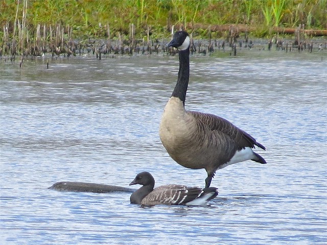 Brant and Canada Goose at Lake George in Hammond, IN 03