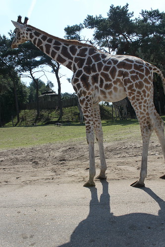 giraffe in safari park