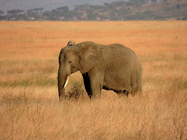 Tanzania Safari, Elephants