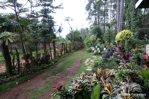 binahon-agroforestry-farm-bukidnon.jpg