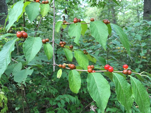 Honeysuckle Bush Berries