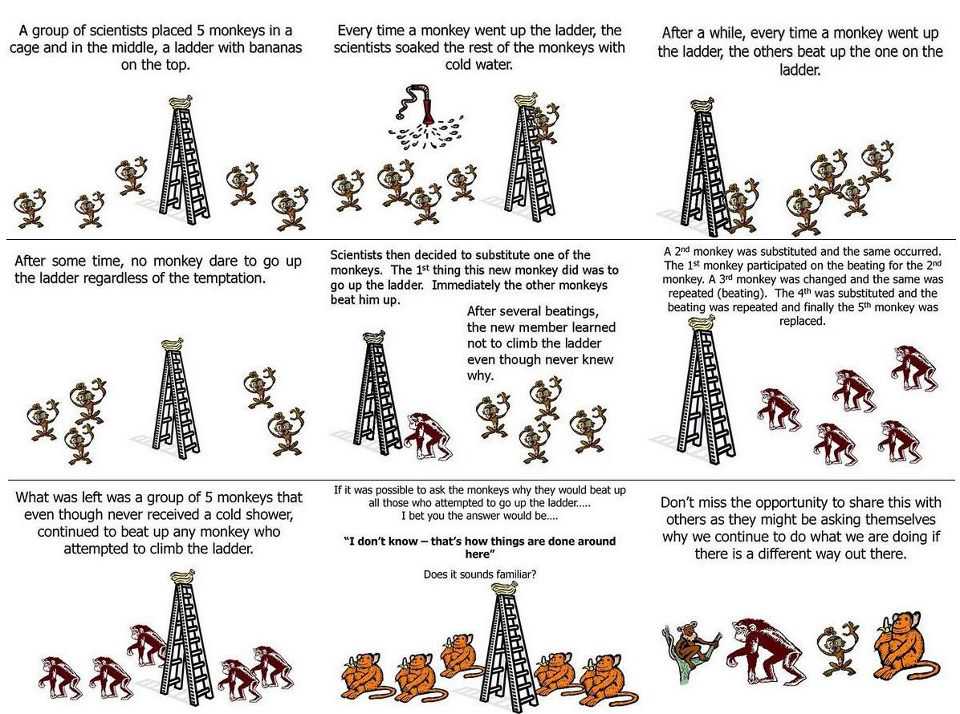 Social conformity experiment on monkeys and a ladder