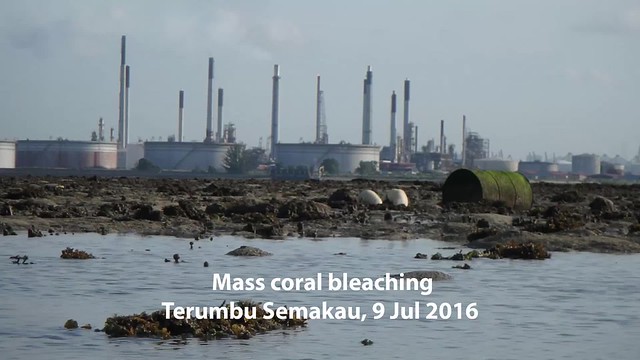Mass coral bleaching at Terumbu Semakau, 9 Jul 2016