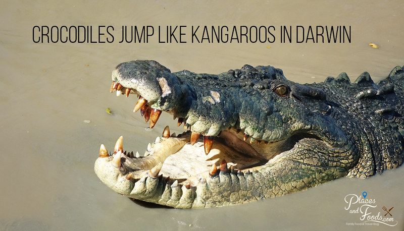 Crocodiles Jump Like Kangaroos in Darwin