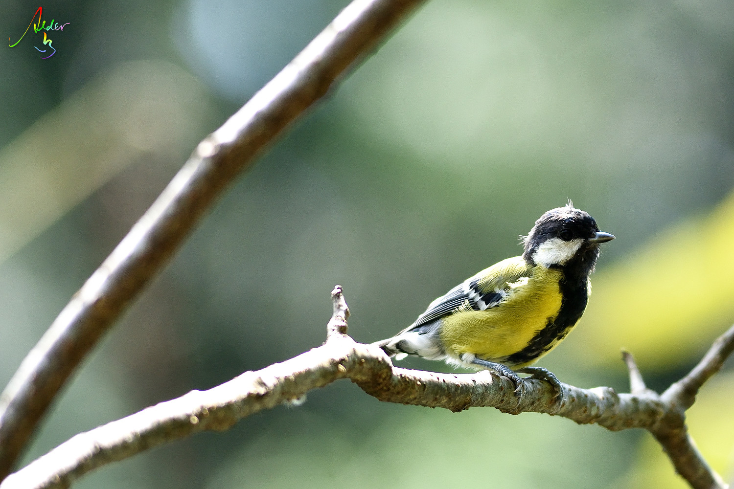 Green-backed_Tit_7515